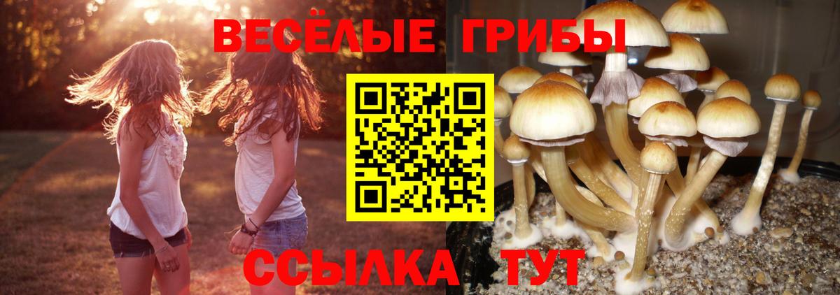 Галлюциногенные грибы Psilocybine cubensis  Псилоцибиновые грибы Magic Shrooms  Вход с VPN  купить наркотики сайты  Михайловка 